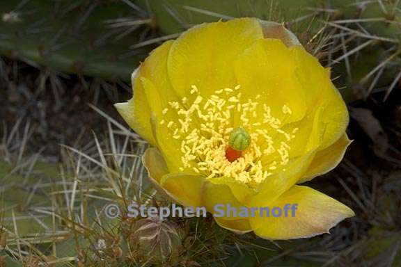 opuntia aff prolifera 1 graphic